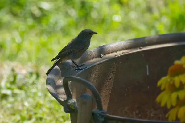 İsviçre 'nin Rougemont kentindeki metal tencerede oturan Siyah Kırmızıparmak (Phoenicurus ochruros)