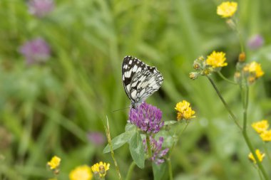 İsviçre, Zürih 'te pembe bir çiçeğin üzerinde oturan Mermer Beyaz (Melanargia galaksisi) kelebek