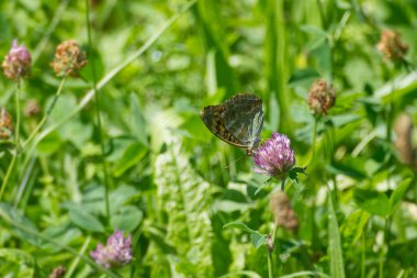 İsviçre 'nin Zürih kentindeki pembe çiçekte oturan gümüş renginde Fritillary kelebeği (Argynnis paphia)