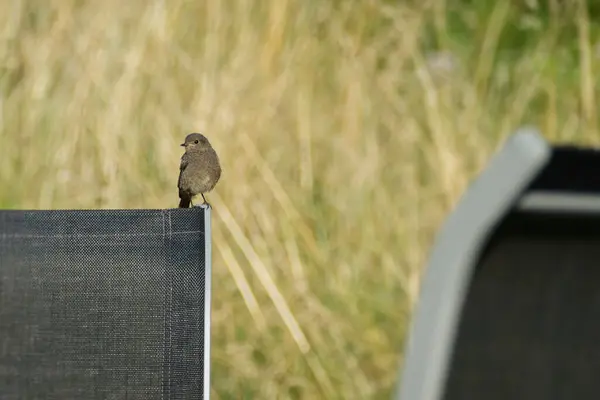 stock image Black Redstart (Phoenicurus ochruros) sitting on black chair in Rougemont, Switzerland