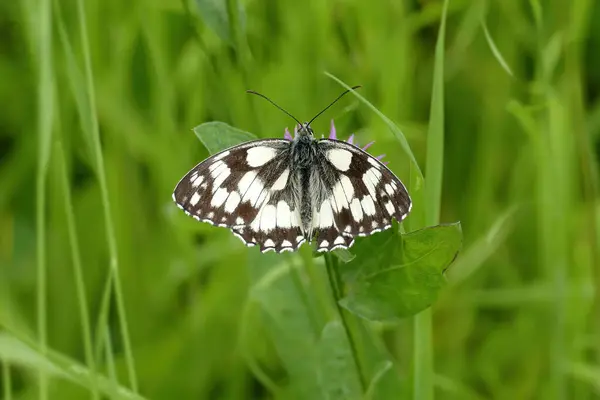 Stock image Marbled White (Melanargia galathea) butterfly sitting on a pink scabiosa in Zurich, Switzerland