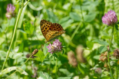 İsviçre 'nin Zürih kentindeki pembe çiçekte oturan gümüş renginde Fritillary kelebeği (Argynnis paphia)