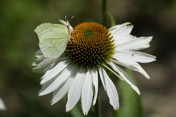 Common brimstone butterfly (Gonepteryx rhamni) sitting on white flower in Zurich, Switzerland