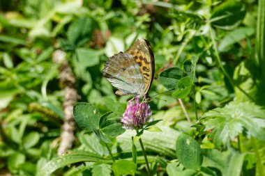 Silver-washed Fritillary butterfly (Argynnis paphia) sitting on pink flower in Zurich, Switzerland clipart