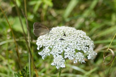 Ringlet (Aphantopus hyperantus) butterfly sitting on a white flower in Zurich, Switzerland clipart