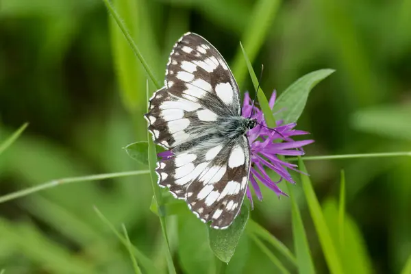 İsviçre, Zürih 'te pembe bir scabiosa üzerinde oturan Mermer Beyaz (Melanargia galaksisi) kelebek
