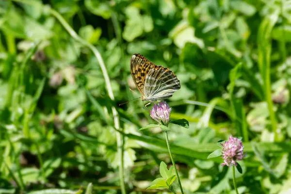 İsviçre 'nin Zürih kentindeki pembe çiçekte oturan gümüş renginde Fritillary kelebeği (Argynnis paphia)