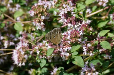 Ringlet (Aphantopus hyperantus) butterfly sitting on a pink flower in Zurich, Switzerland clipart