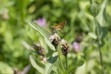 Büyük Skipper Kelebeği (Ochlodes sylvanus) İsviçre 'nin Zürih kentindeki bir bitkinin üzerine tünemiştir.