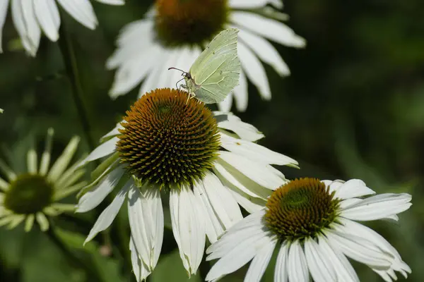 İsviçre 'nin Zürih kentindeki beyaz çiçek üzerinde oturan yaygın kükürt kelebeği (Gonepteryx rhamni)