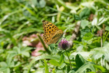 İsviçre 'nin Zürih kentindeki pembe çiçekte oturan gümüş renginde Fritillary kelebeği (Argynnis paphia)