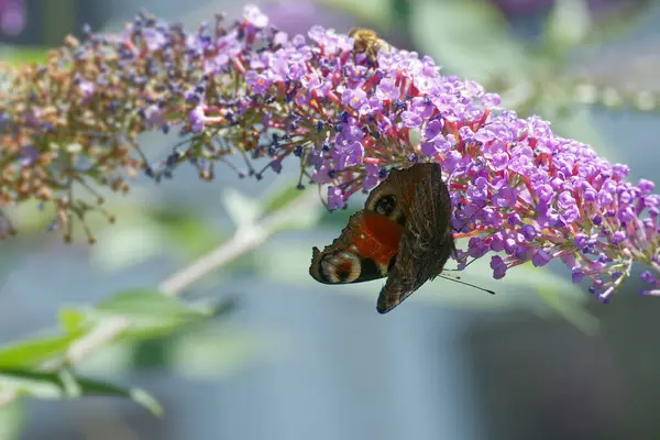 Avrupa tavus kuşu kelebeği (Aglais io) İsviçre 'nin Zürih kentinde yaz leylağına tünemiştir.