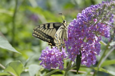 Eski Dünya Kırlangıç Kuyruğu (