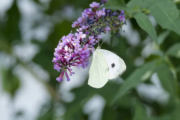 stock image Large white butterfly (Pieris brassicae) perched on summer lilac in Zurich, Switzerland