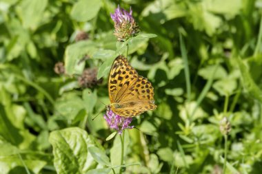 Silver-washed Fritillary butterfly (Argynnis paphia) sitting on pink flower in Zurich, Switzerland clipart