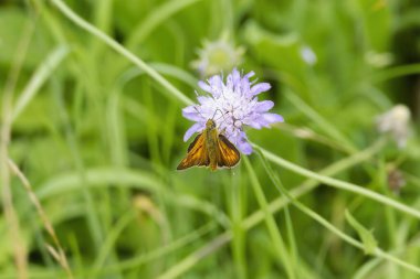 Büyük Skipper Kelebeği (Ochlodes sylvanus), İsviçre 'nin Zürih şehrinde küçük bir kırışıklığa tünemiştir.