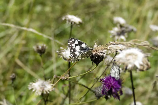 İsviçre, Zürih 'te pembe bir scabiosa üzerinde oturan Mermer Beyaz (Melanargia galaksisi) kelebek