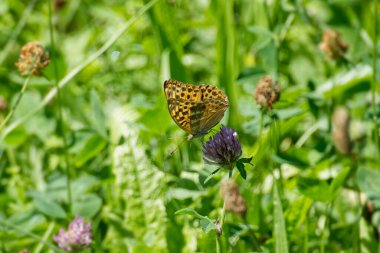 İsviçre 'nin Zürih kentindeki pembe çiçekte oturan gümüş renginde Fritillary kelebeği (Argynnis paphia)