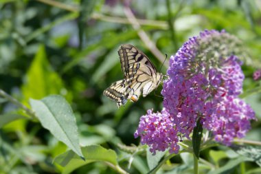 Eski Dünya Kırlangıç Kuyruğu (
