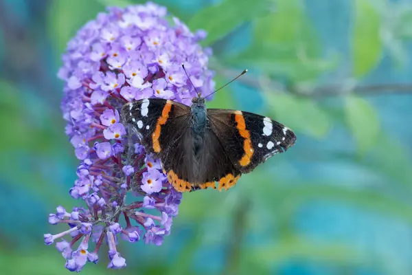 stock image Red admiral butterfly (Vanessa Atalanta) perched on summer lilac in Zurich, Switzerland