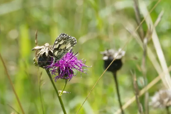 stock image Marbled White (Melanargia galathea) butterfly sitting on a pink scabiosa in Zurich, Switzerland