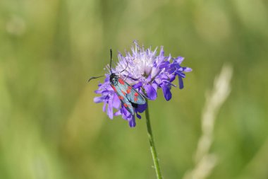 Zygaena filipendulae 'de İsviçre' nin Zürih şehrinde küçük bir kaypak üzerinde oturan altı noktalı Burnet.