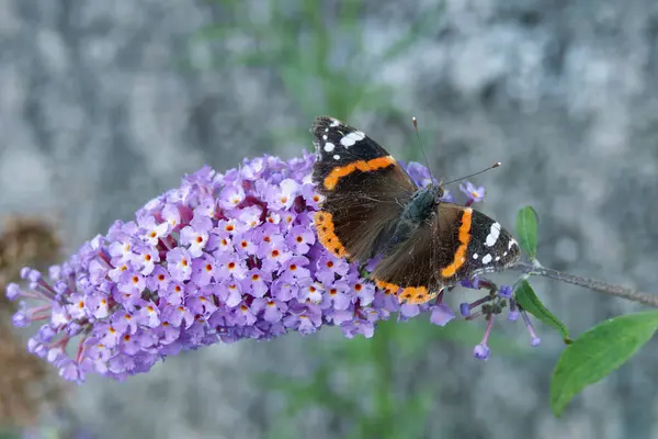 Stock image Red admiral butterfly (Vanessa Atalanta) perched on summer lilac in Zurich, Switzerland