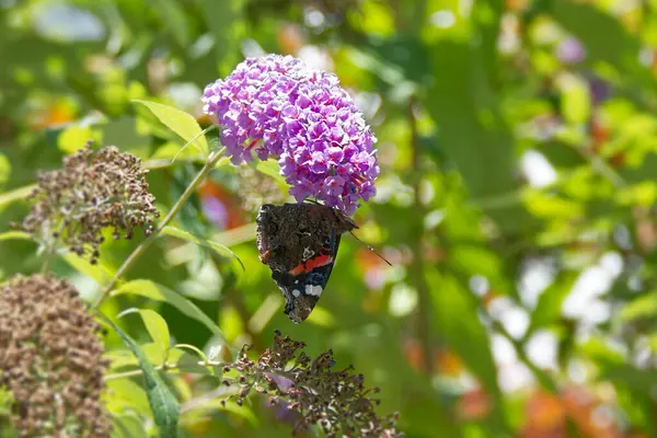 stock image Red admiral butterfly (Vanessa Atalanta) perched on summer lilac in Zurich, Switzerland