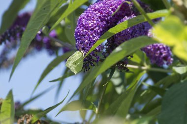 Common brimstone butterfly (Gonepteryx rhamni) perched on summer lilac in Zurich, Switzerland clipart