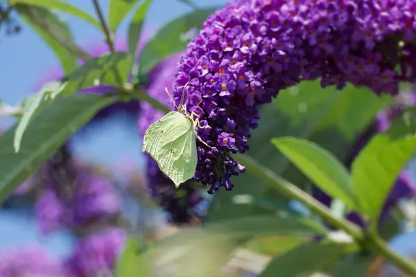 Stock image Common brimstone butterfly (Gonepteryx rhamni) perched on summer lilac in Zurich, Switzerland