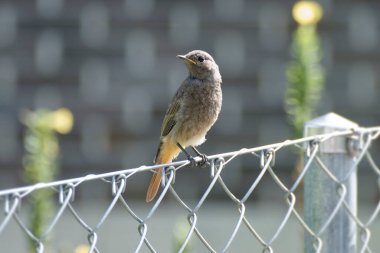 İsviçre, Zürih 'te metal bir çitin üzerinde oturan Siyah Kırmızıparmak (Phoenicurus ochruros)