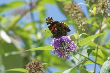 Red admiral butterfly (Vanessa Atalanta) perched on summer lilac in Zurich, Switzerland clipart