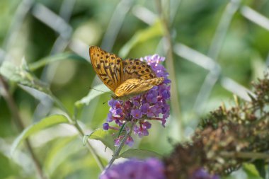 İsviçre 'nin Zürih kentinde yaz leylağı üzerinde oturan gümüş renkli Fritillary (Argynnis paphia) kelebeği