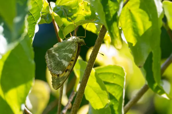 İsviçre 'nin Zürih kentinde yeşil bir yapraktan sarkan gümüş renkli Fritillary (Argynnis paphia) kelebeği