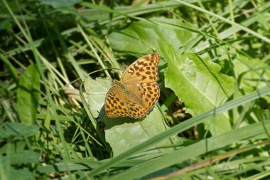 İsviçre 'nin Zürih kentinde yeşil bir yaprağın üzerinde oturan gümüş renkli Fritillary (Argynnis paphia) kelebeği