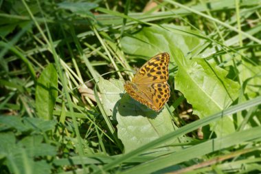 İsviçre 'nin Zürih kentinde yeşil bir yaprağın üzerinde oturan gümüş renkli Fritillary (Argynnis paphia) kelebeği
