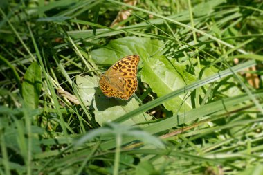 İsviçre 'nin Zürih kentinde yeşil bir yaprağın üzerinde oturan gümüş renkli Fritillary (Argynnis paphia) kelebeği