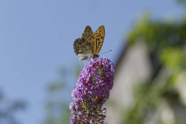 Silver-washed Fritillary (Argynnis paphia) butterfly sitting on summer lilac in Zurich, Switzerland clipart