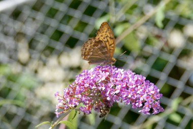 İsviçre 'nin Zürih kentinde yaz leylağı üzerinde oturan gümüş renkli Fritillary (Argynnis paphia) kelebeği