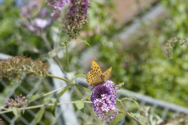 Silver-washed Fritillary (Argynnis paphia) butterfly sitting on summer lilac in Zurich, Switzerland clipart