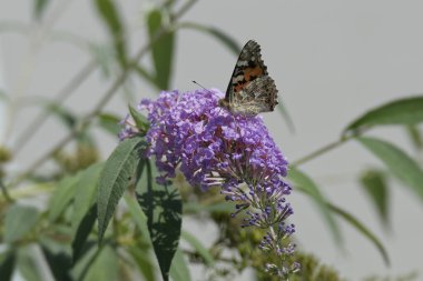 Painted Lady (Vanessa cardui) butterfly perched on summer lilac in Zurich, Switzerland clipart