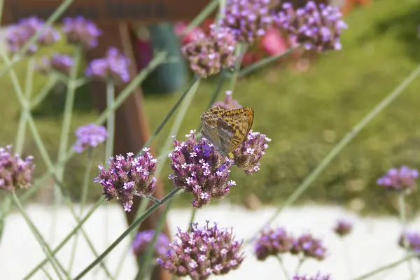 stock image Silver-washed Fritillary butterfly (Argynnis paphia) sitting on pink flower in Zurich, Switzerland