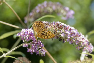 İsviçre 'nin Zürih kentinde yaz leylağı üzerinde oturan gümüş renkli Fritillary (Argynnis paphia) kelebeği