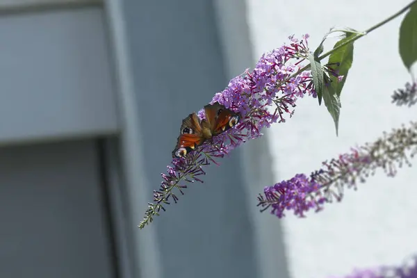 Avrupa tavus kuşu kelebeği (Aglais io) İsviçre 'nin Zürih kentinde yaz leylağına tünemiştir.