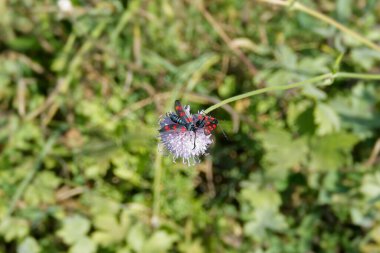 Two Six-spot Burnet (Zygaena filipendulae) moth sitting on a small scabious in Zurich, Switzerland clipart