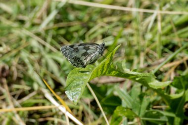 İsviçre 'nin Rougemont şehrinde yeşil bir yaprağın üzerinde oturan Mermer Beyaz (Melanargia galaksisi) kelebeği