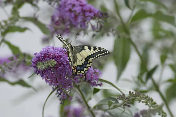 Eski Dünya Kırlangıç Kuyruğu (
