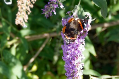 Red admiral butterfly (Vanessa Atalanta) perched on summer lilac in Zurich, Switzerland clipart