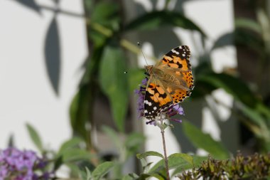 Boyalı Kadın (Vanessa Cardui) kelebek İsviçre 'nin Zürih şehrinde yaz leylağına tünedi.