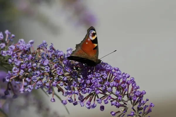 stock image European peacock butterfly (Aglais io) perched on summer lilac in Zurich, Switzerland